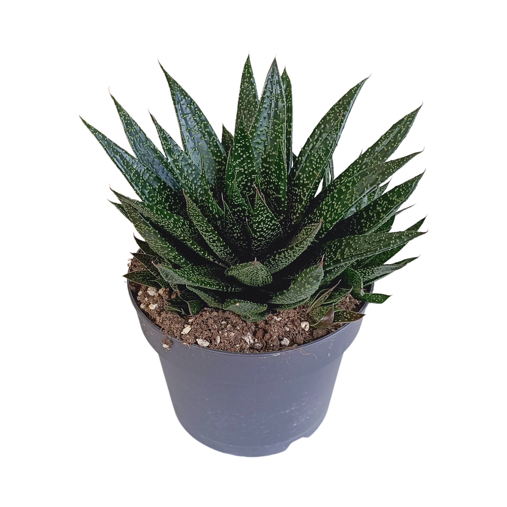 Gasteria - Ø17cm - ↕35cm - Plantes d'intérieur - Image 1
