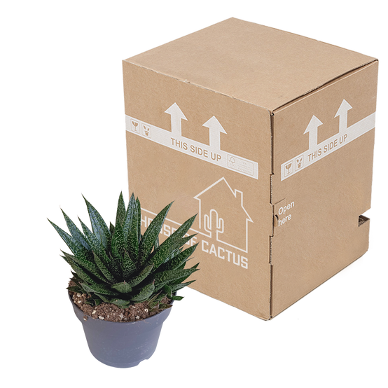 Gasteria - Ø17cm - ↕35cm - Plantes d'intérieur - Image 3