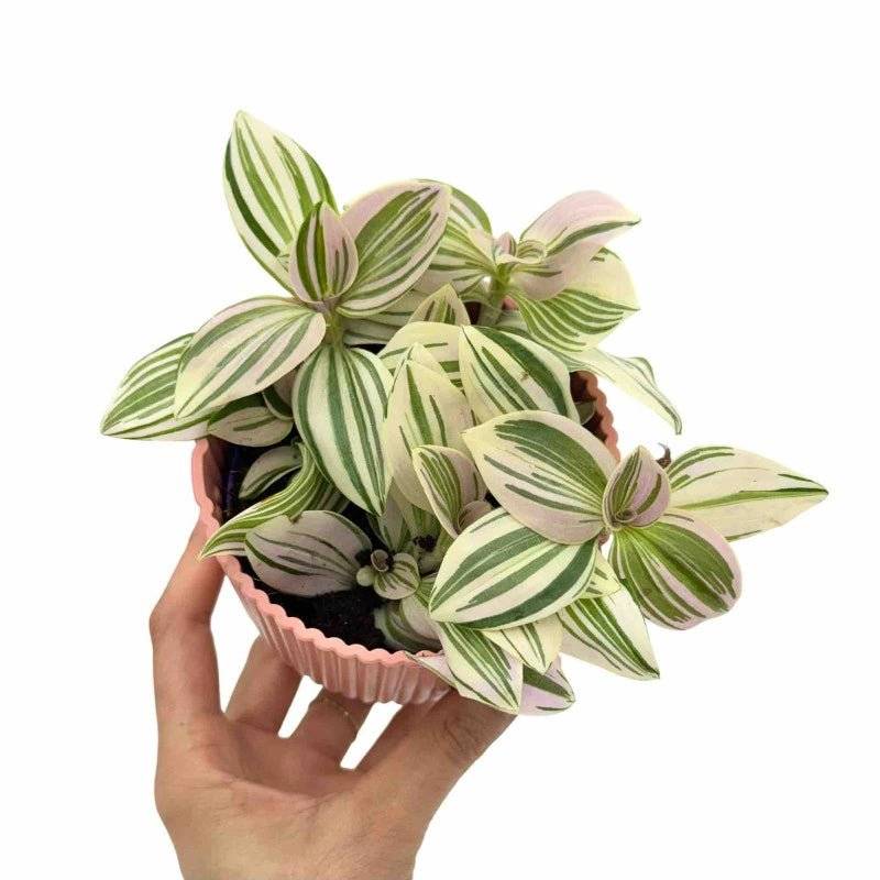 Tradescantia Unicorn - Pot de 7cm - Plantes d'intérieur - Image 1