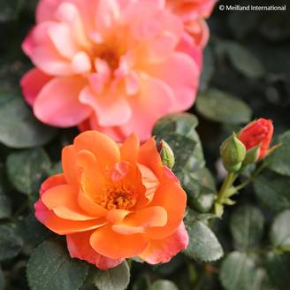Promesse de Fleurs - Rosier à fleurs groupées Sugar Candy Rose Pot de 2L/3L