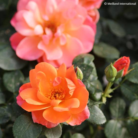 Promesse de Fleurs - Rosier à fleurs groupées Sugar Candy Rose Pot de 2L/3L