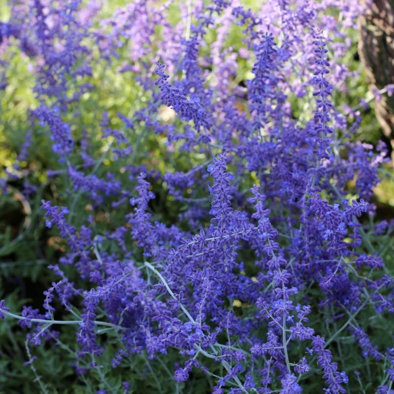 Lavande d'Afghanistan Blue Spire, Sauge Russe, Perovskia à fleurs Bleue - feuillage Persistant - Godet - 5/20 cm-  hauteur à maturité De 0,50 m à 1,00 - Image 3