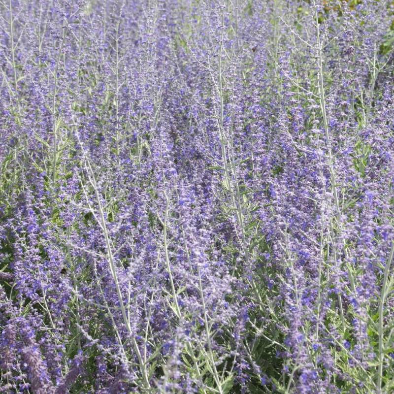 Lavande d'Afghanistan Blue Spire, Sauge Russe, Perovskia à fleurs Bleue - feuillage Persistant - Godet - 5/20 cm-  hauteur à maturité De 0,50 m à 1,00 - Image 2