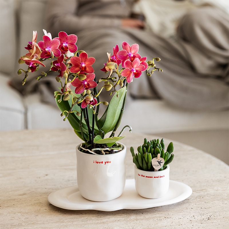 Cache-pot céramique « I Love You » - le cadeau qui dit tout - Pot de 6cm - Image 3