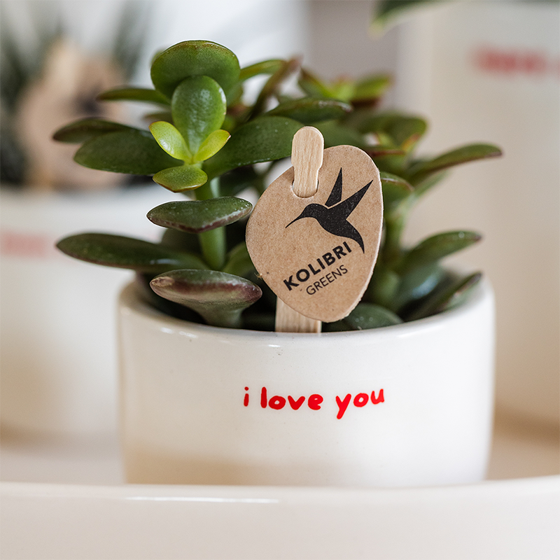 Cache-pot céramique « I Love You » - le cadeau qui dit tout - Pot de 6cm - Image 4