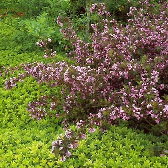 Weigela florida Foliis Purpureis - Weigela florida Purpurea - Weigelia pourpre Godet de 8/9 cm - Image 1