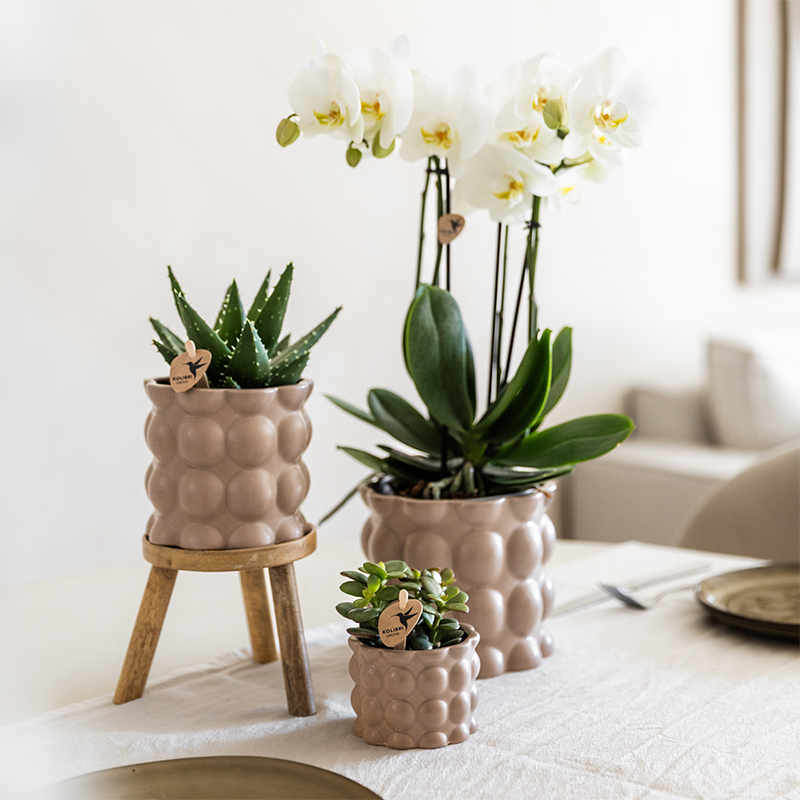 La Green Touch - Orchidées - H35cm - Image 3