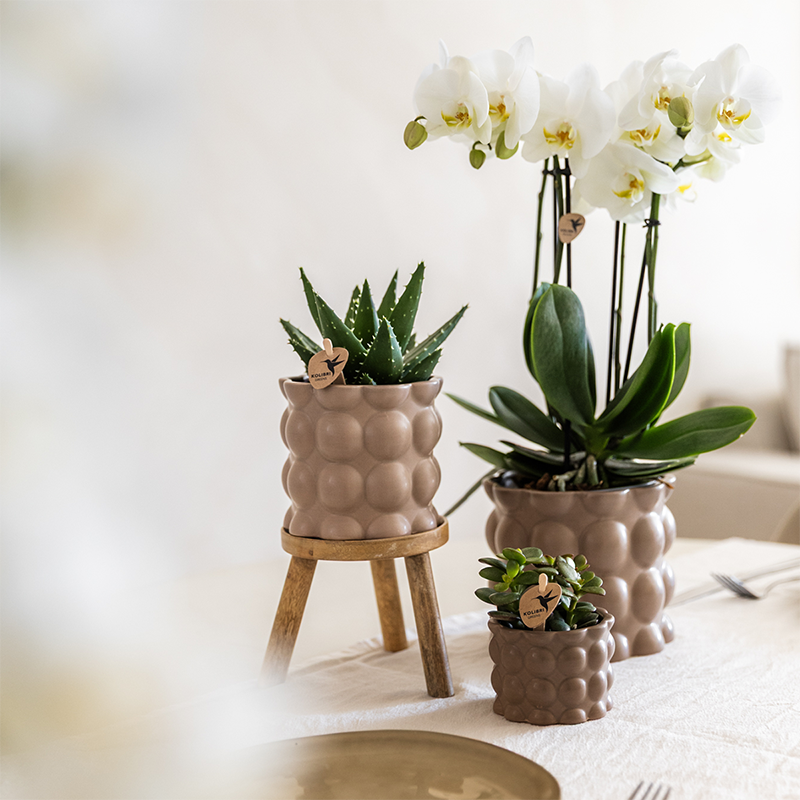 La Green Touch - Orchidées - H35cm - Image 2
