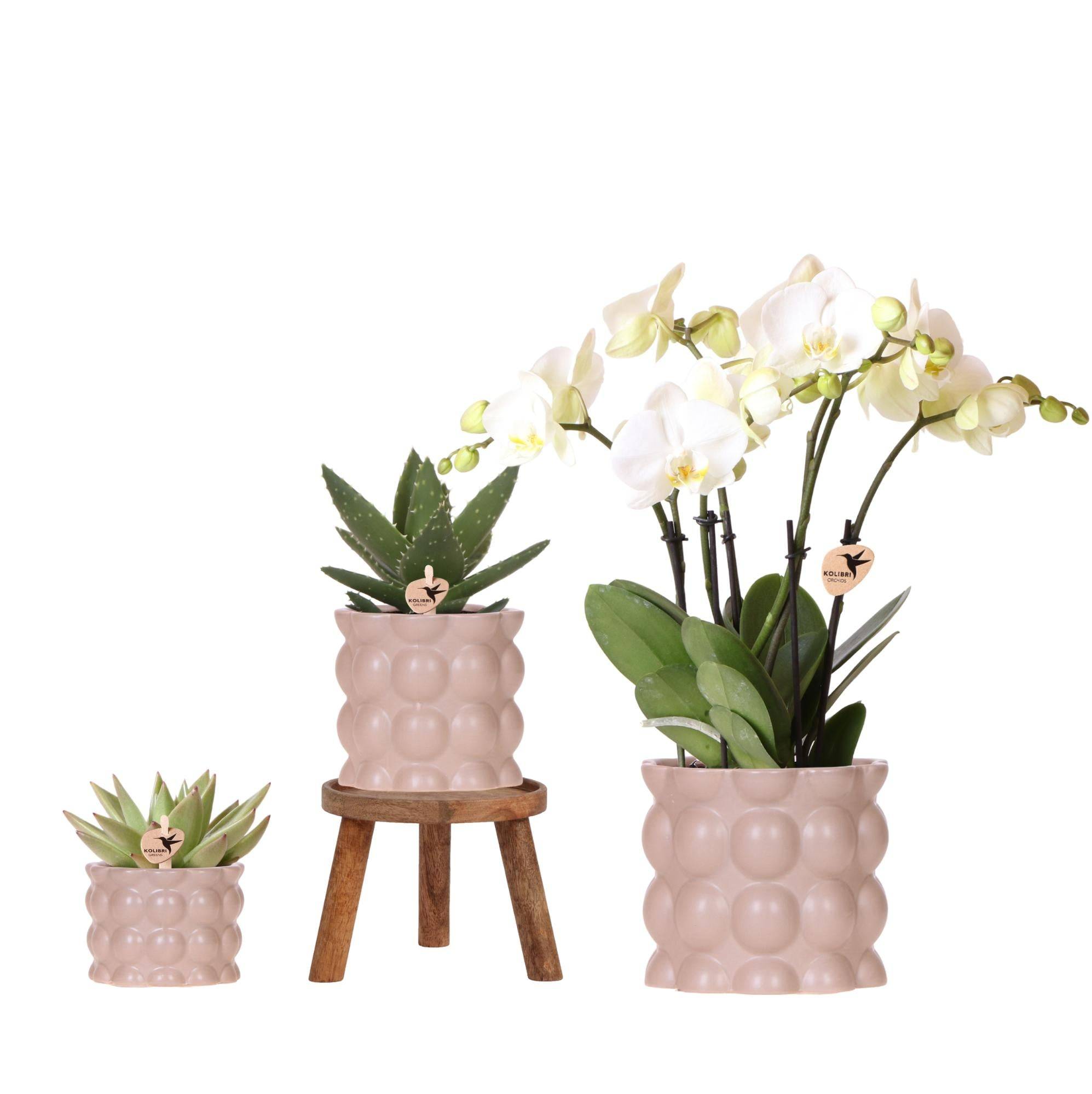 La Green Touch - Orchidées - H35cm - Image 1