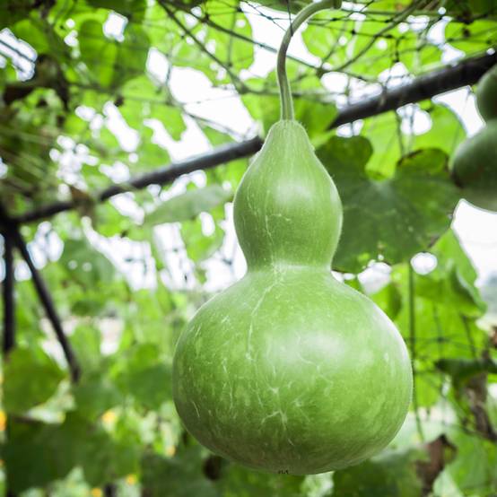 Graines de Calebasse ou gourde pélerine le sachet de 10 graines environ (2g)