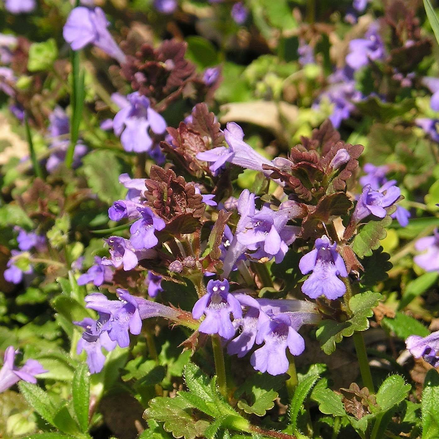 Glechoma hederacea - Lierre terrestre Godet de 8/9 cm