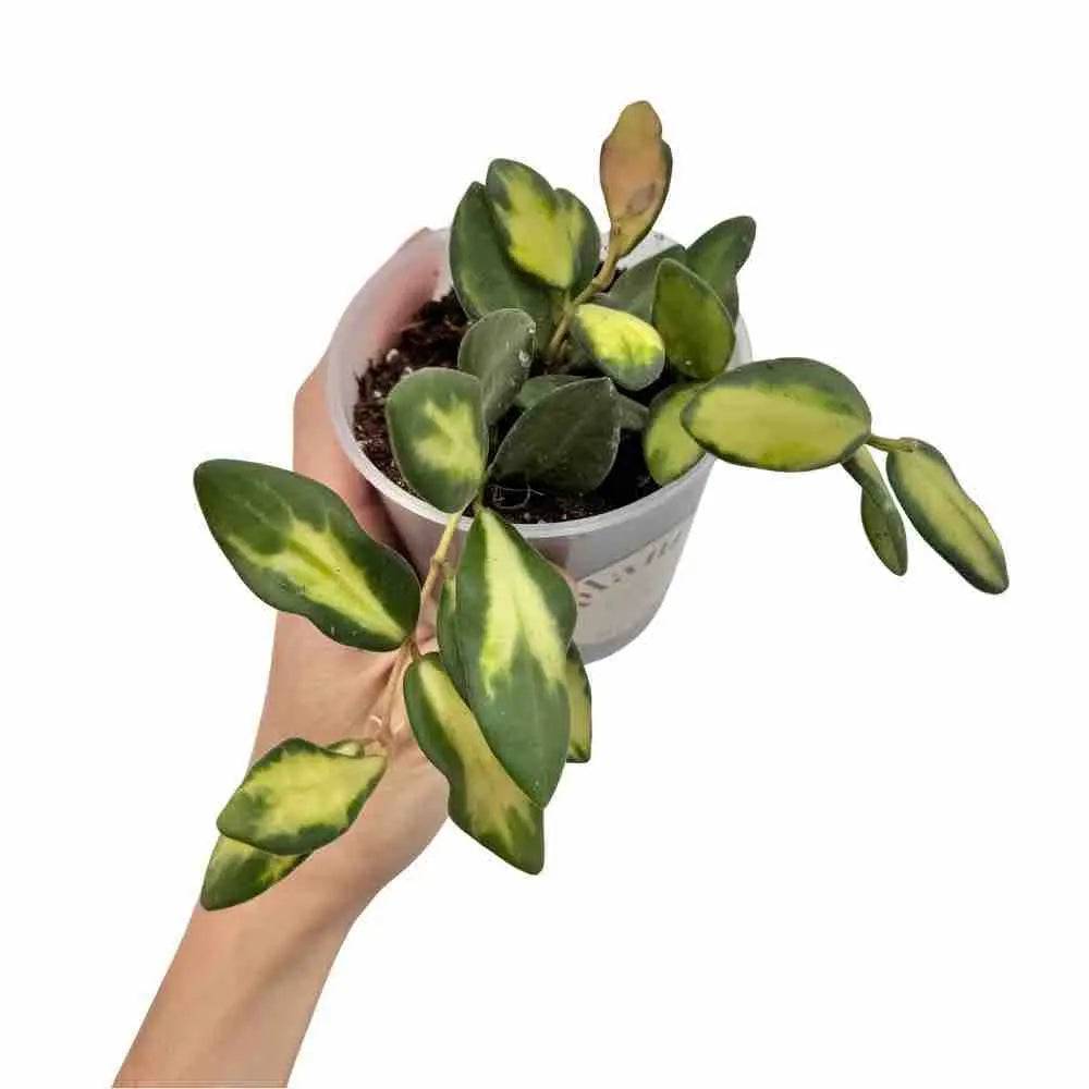 Hoya Burtoniae Variegata DS70 - Pot de 9cm - Plantes d'intérieur
