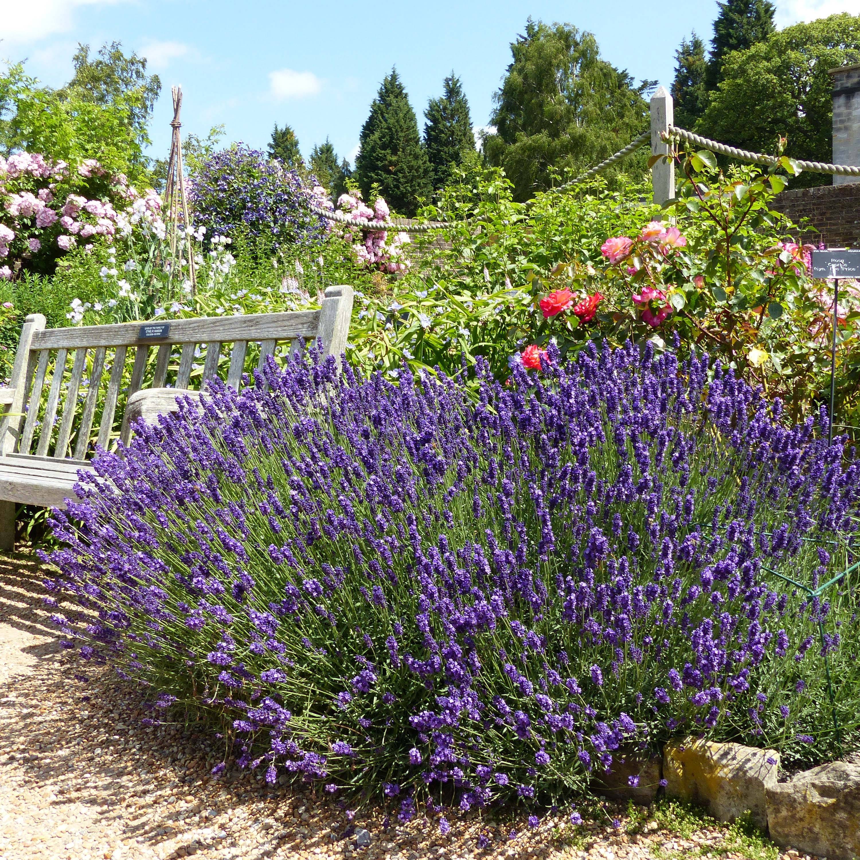 Promesse de Fleurs - Lavande vraie - Lavandula angustifolia Hidcote Pot de 3L/4L