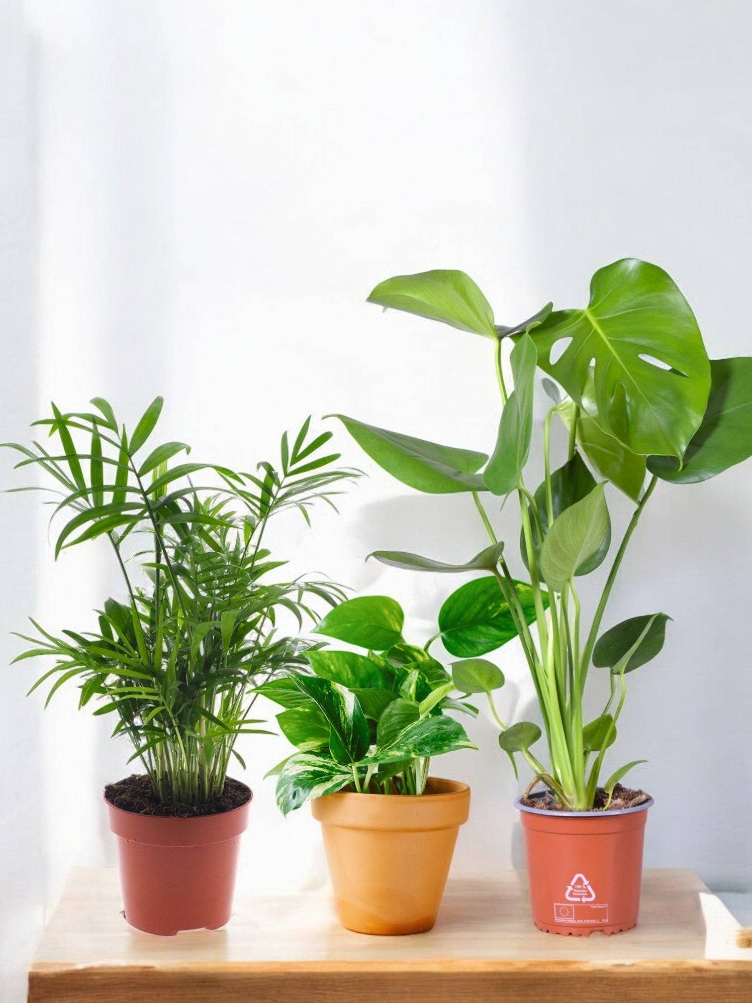 La Green Touch - Trio de Plantes Dépolluantes - H40cm - Image 4