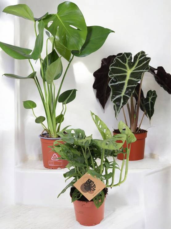 La Green Touch - Trio de Plantes Dépolluantes - H40cm - Image 5