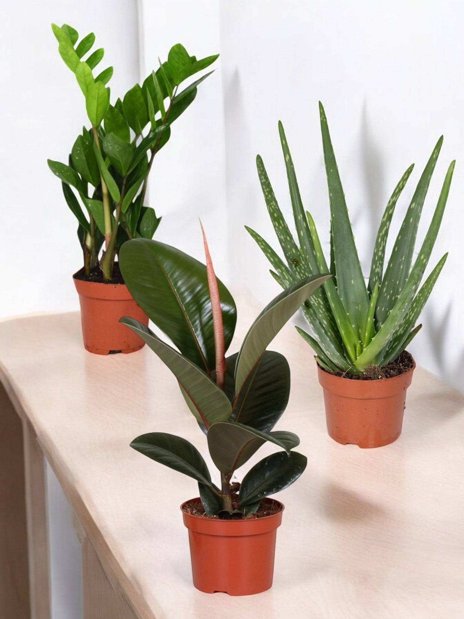 La Green Touch - Trio de Plantes Dépolluantes - H40cm - Image 3
