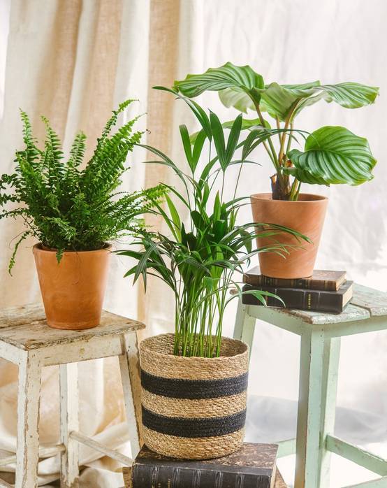 La Green Touch - Trio de Plantes Dépolluantes - H40cm - Image 8