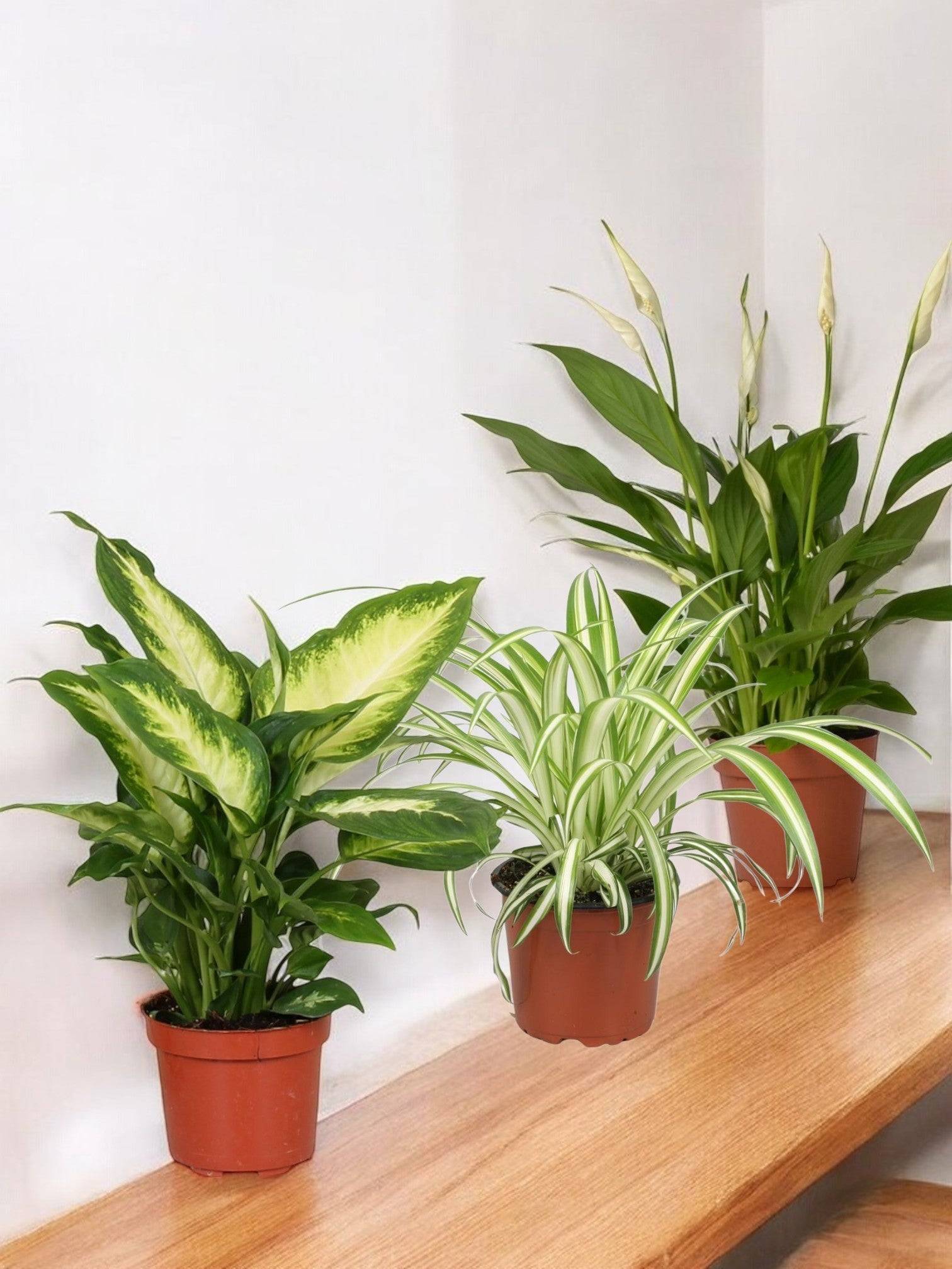 La Green Touch - Trio de Plantes Dépolluantes - H40cm - Image 2