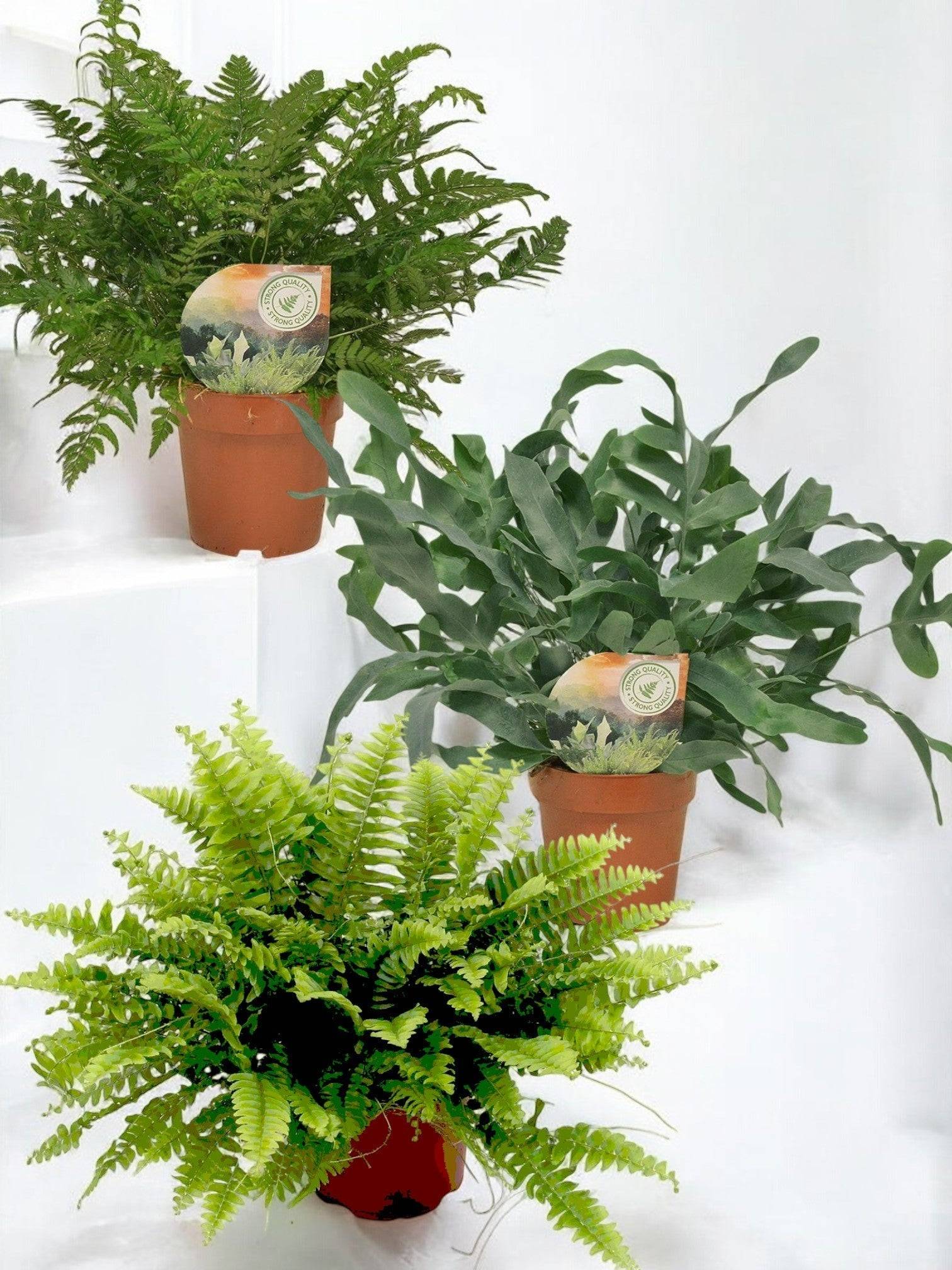 La Green Touch - Trio de Plantes Dépolluantes - H40cm - Image 6