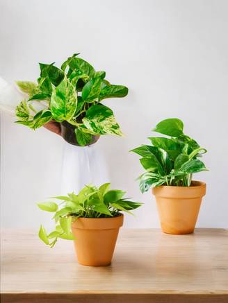 Trio de Plantes Dépolluantes - H40cm