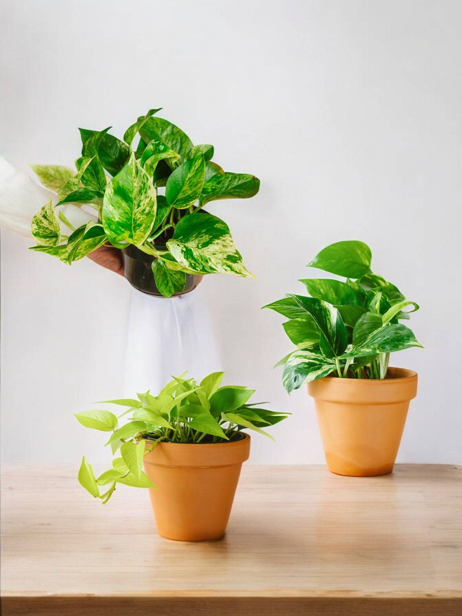 Trio de Plantes Dépolluantes - H40cm