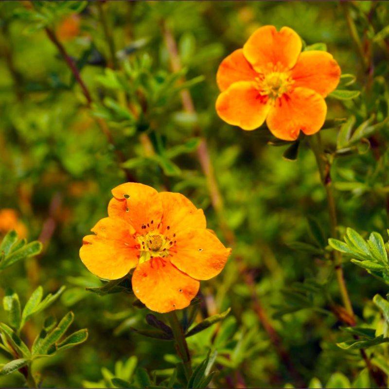 Potentille arbustive 'Hopley's Orange' (Potentilla fruticosa 'Hopley's Orange') - Godet - Taille 10/15cm - Pépinières Naudet - Imagen 1