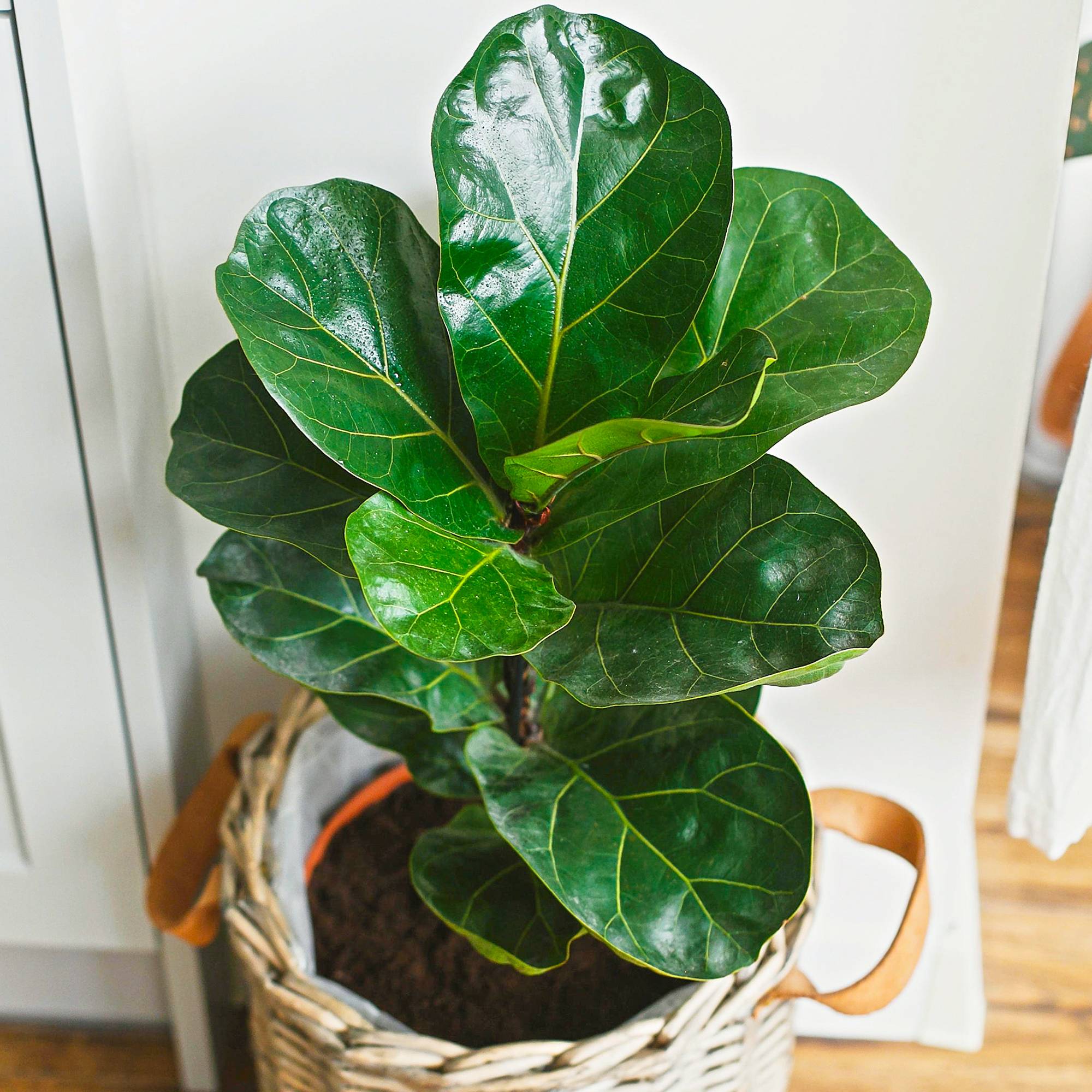 Gardenersdream - Ficus Bambino - Figuier Lyre | Plante En Cadeau Pour Maison Ou Bureau | 30-40 Cm En Pot - GardenersDream - Image 1
