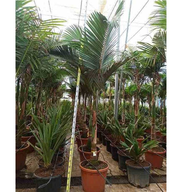 0 - Archontophoenix alexandrae (Palmier royal)  Pot de 130L plusieurs troncs 200/250cm - Image 1