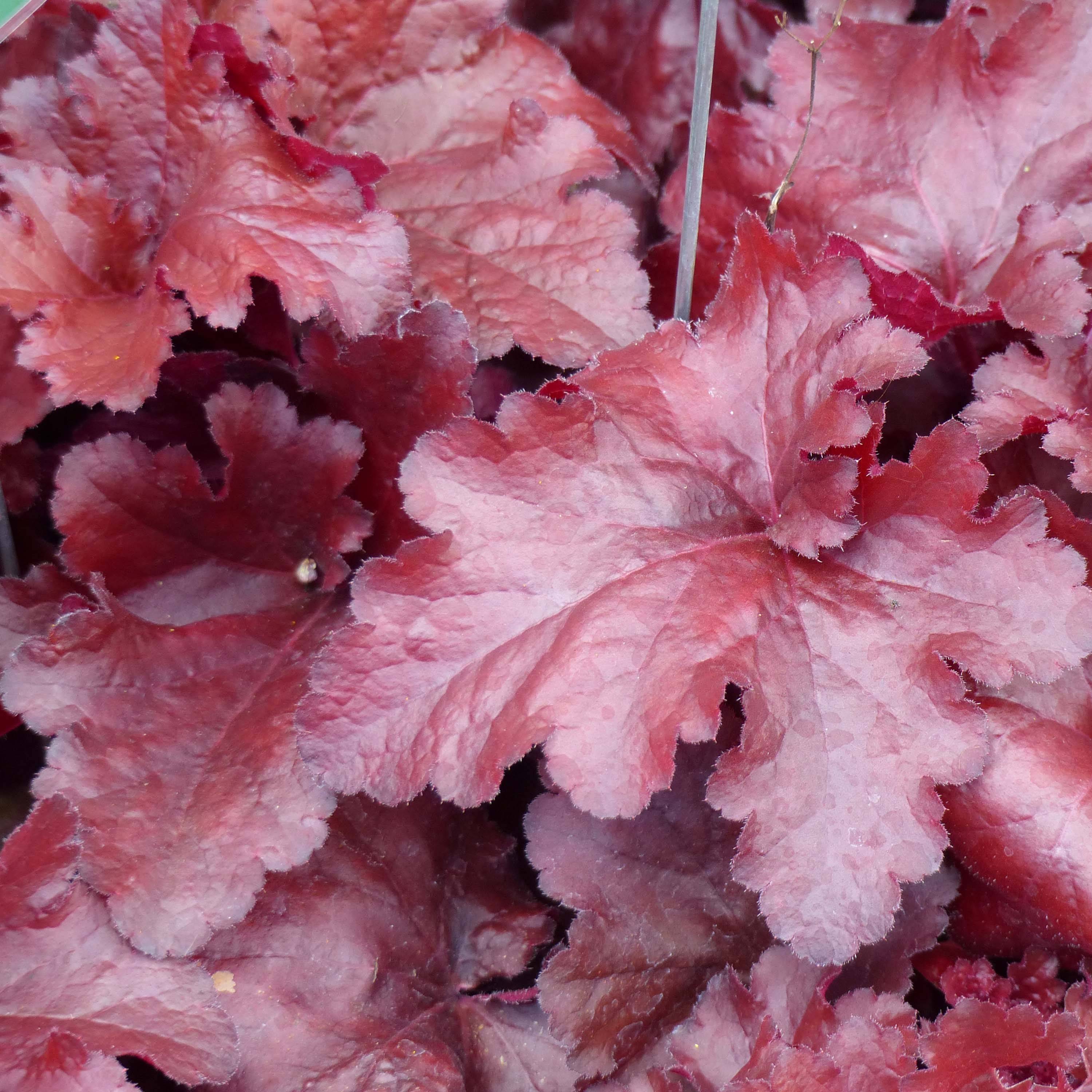 Heuchère - Heuchera Forever Red Pot de 1,5L/2L