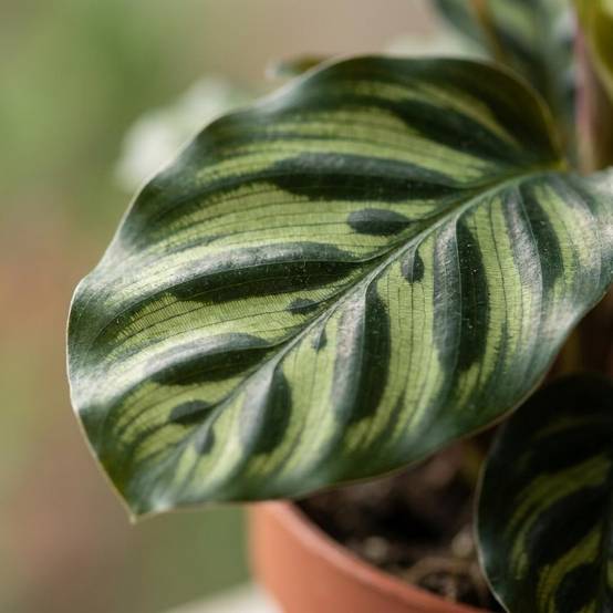 Calathea Makoyana - Plante Paon - Pot de 12cm - Hauteur 25cm - 2 plantes - Blanc - Plantes d'intérieur - Image 4
