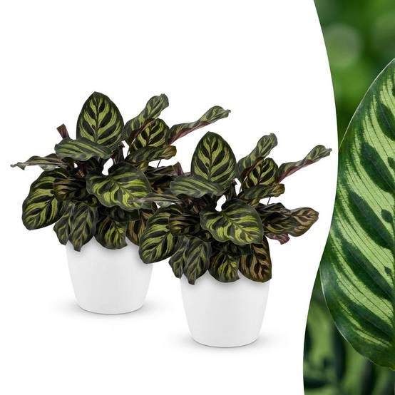 Calathea Makoyana - Plante Paon - Pot de 12cm - Hauteur 25cm - 2 plantes - Blanc - Plantes d'intérieur - Image 1