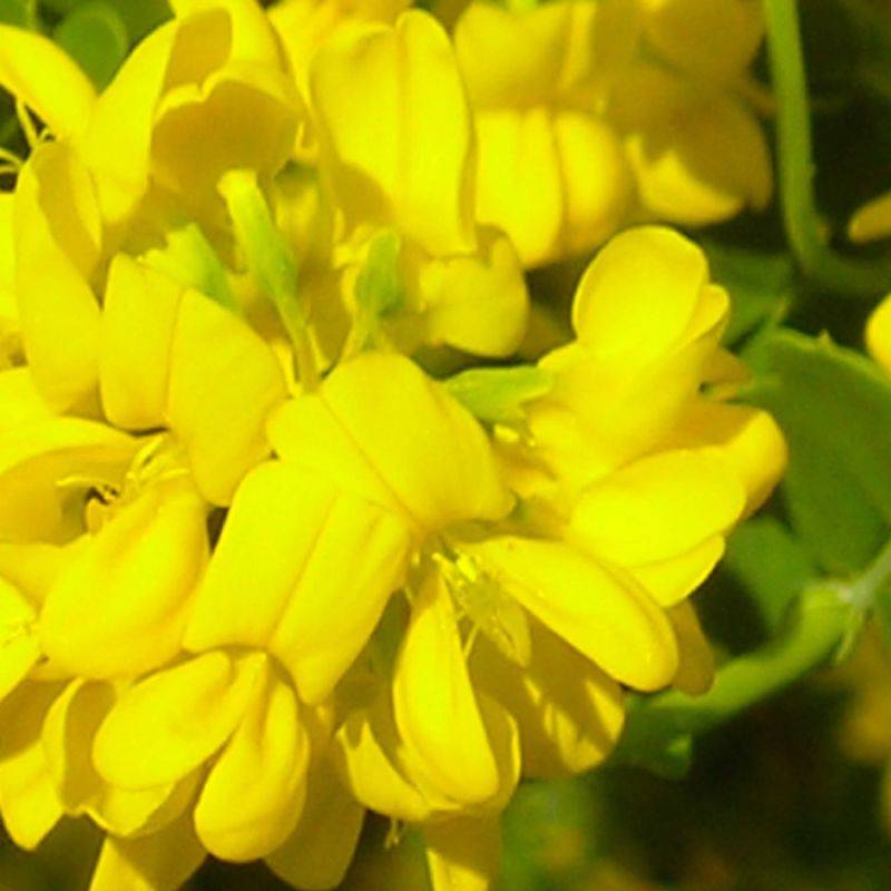 Coronille glauque (Coronilla valentina 'Glauca') - Godet - Taille 20/40cm - Pépinières Naudet - Imagen 1