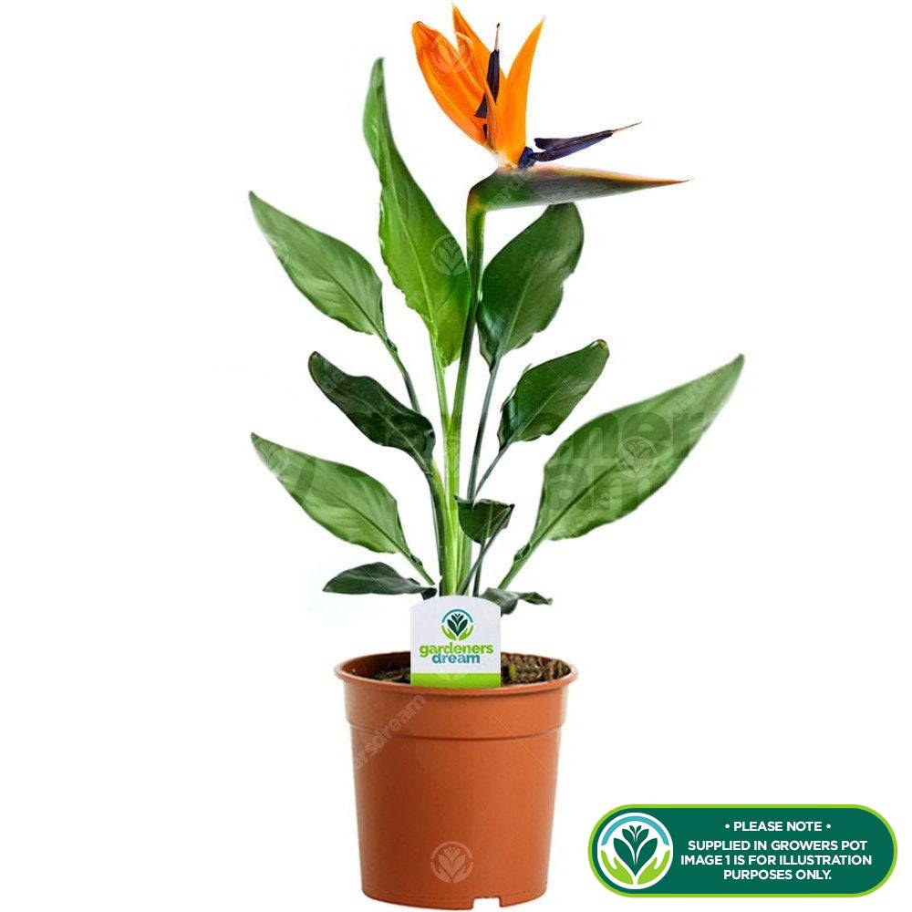 Gardenersdream - Strelitzia Plante D’Intérieur – Oiseau De Paradis En Pot 12 Cm - GardenersDream - Imagen 2