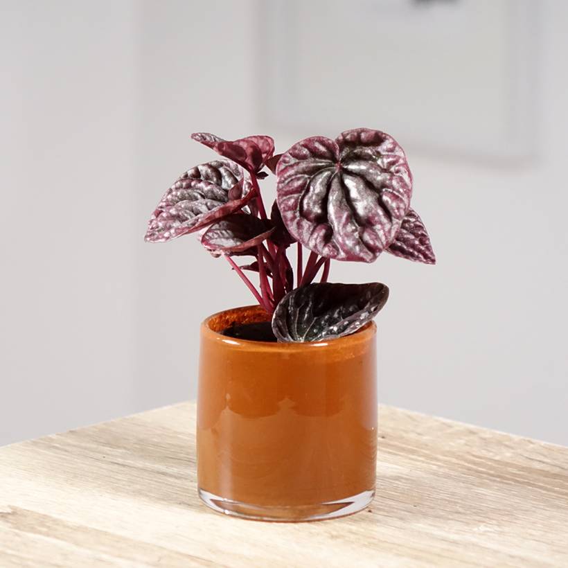 Peperomia caperata Luna Mini-plante