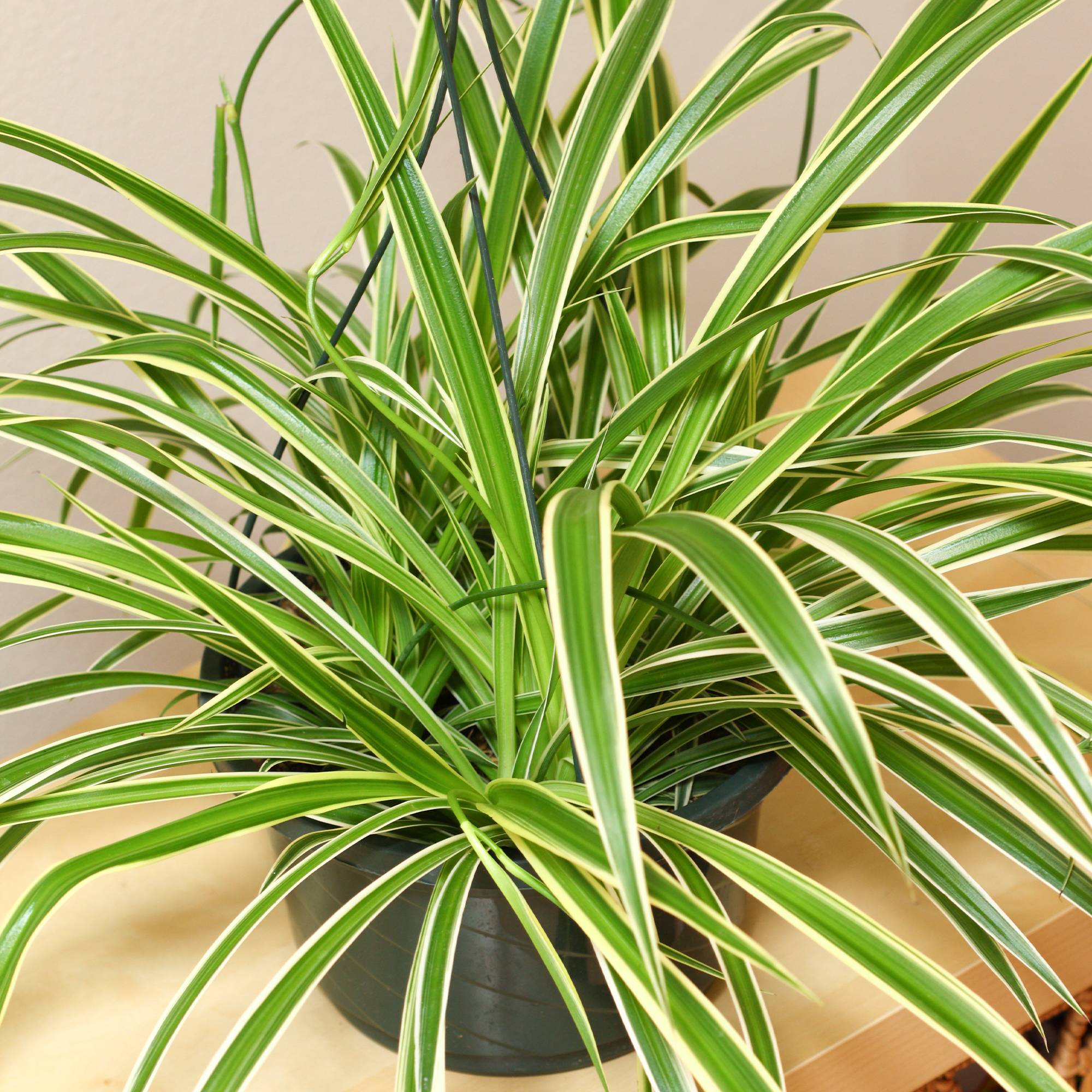Gardenersdream - 1 X Chlorophytum Variegatum | Plante D'Intérieur De 20 À 30 Cm | Vente De Plante En Pot  - GardenersDream - Imagen 3