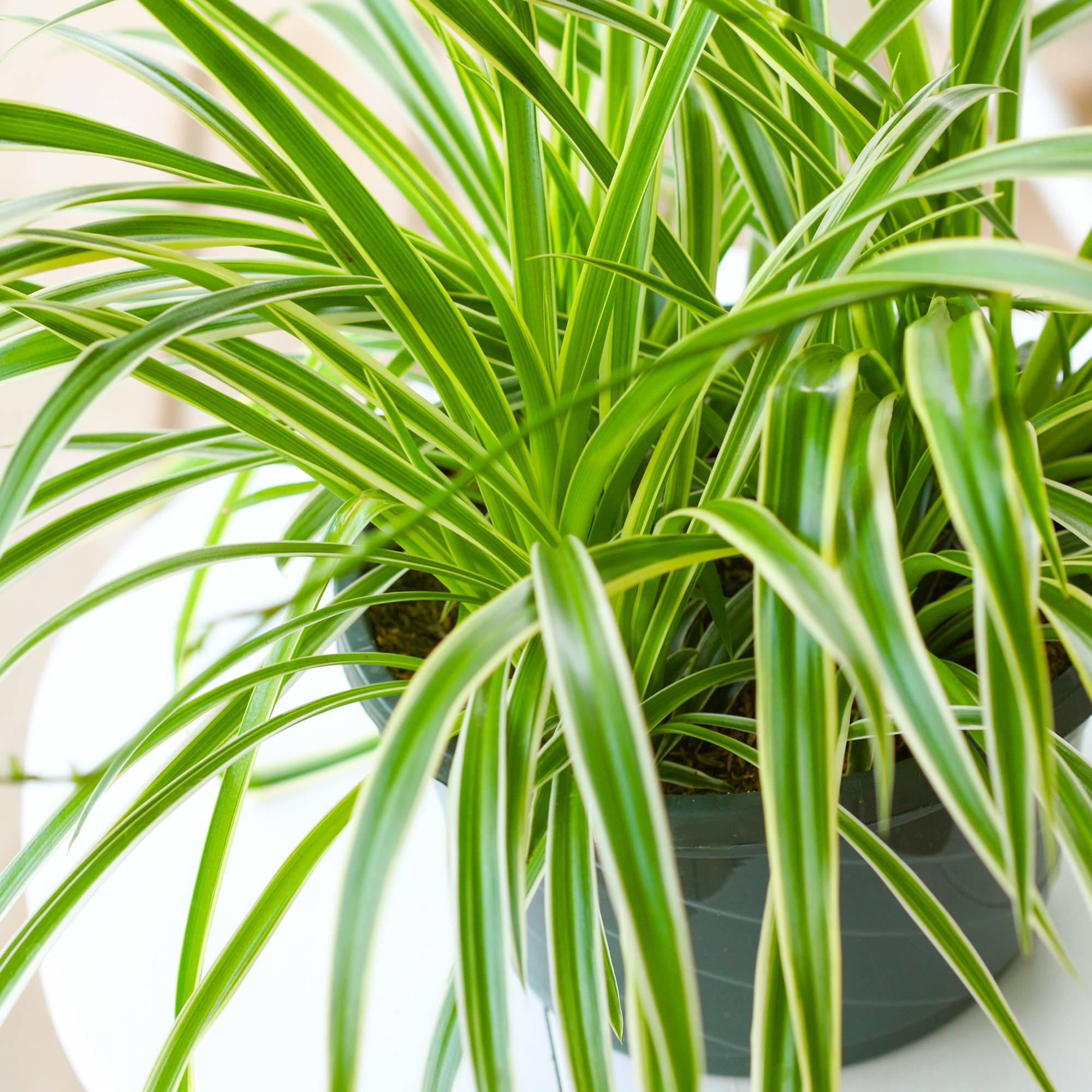 Gardenersdream - 1 X Chlorophytum Variegatum | Plante D'Intérieur De 20 À 30 Cm | Vente De Plante En Pot  - GardenersDream - Imagen 1