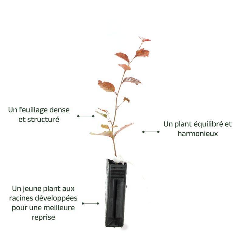 Hêtre pourpre (Fagus sylvatica 'Atropurpurea') - Godet - Taille 20/40cm - Pépinières Naudet - Image 4