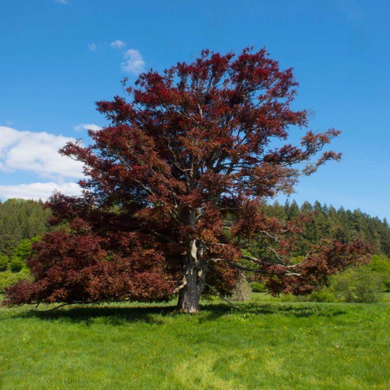 Hêtre pourpre (Fagus sylvatica 'Atropurpurea') - Godet - Taille 20/40cm - Pépinières Naudet - Image 1