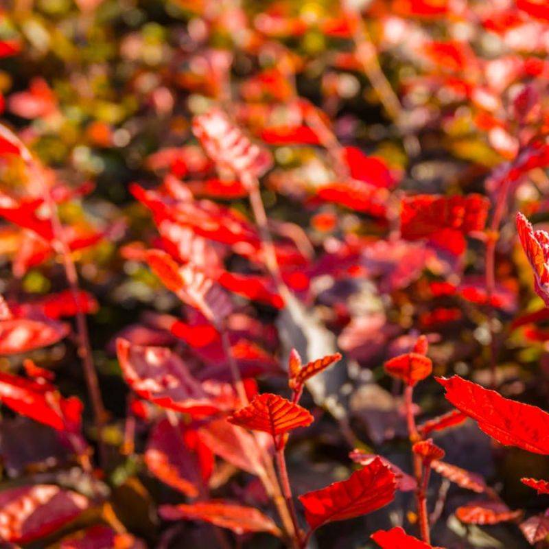 Hêtre pourpre (Fagus sylvatica 'Atropurpurea') - Godet - Taille 20/40cm - Pépinières Naudet - Image 2