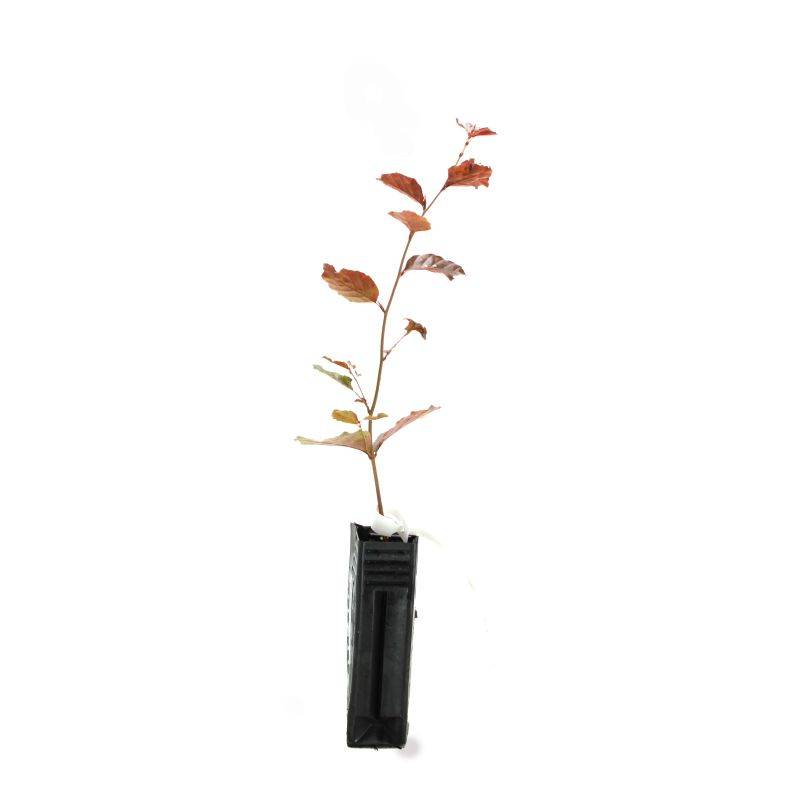 Hêtre pourpre (Fagus sylvatica 'Atropurpurea') - Godet - Taille 20/40cm - Pépinières Naudet - Image 3