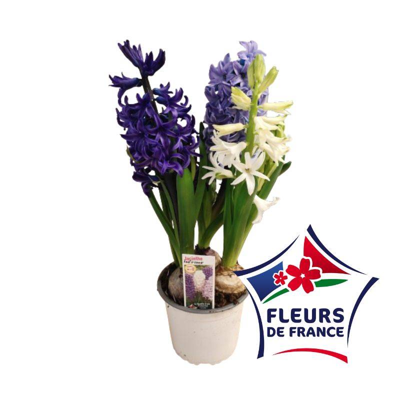 Horti-Flandre - Jacinthe trio nuit d'hiver 3 bulbes blanc-bleu ciel-bleu foncé pot 13 cm