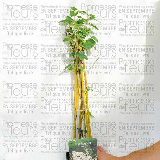 Promesse de Fleurs - Renouée grimpante - Fallopia aubertii Pot de 2L/3L