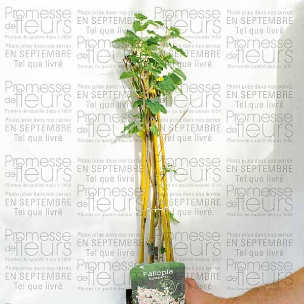 Renouée grimpante - Fallopia aubertii Pot de 2L/3L