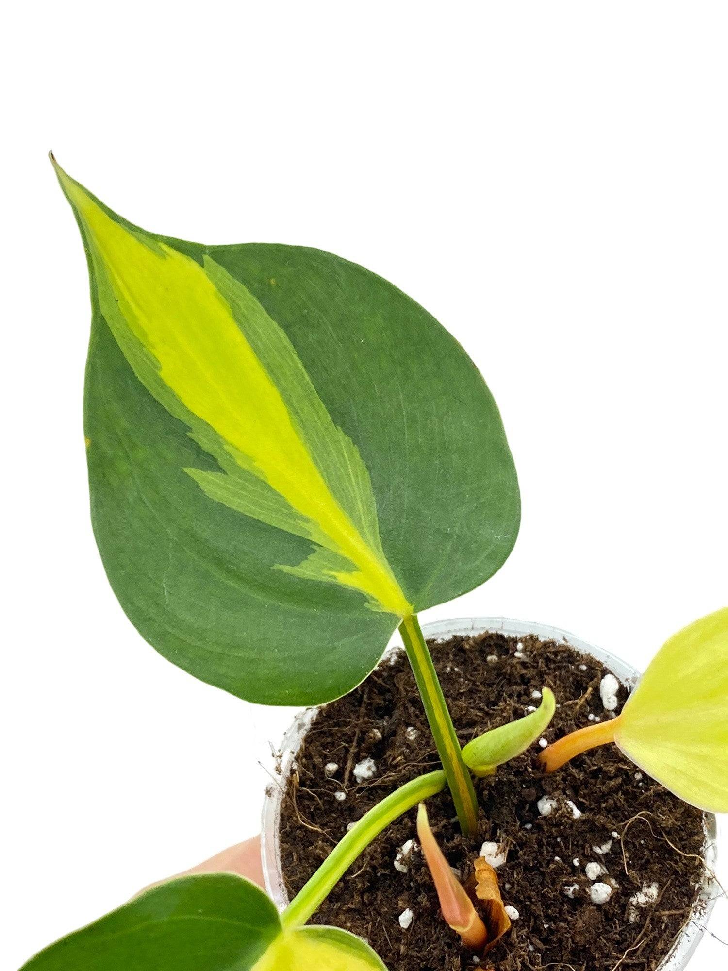 Philodendron Brasil - Pot de 6cm - Plantes d'intérieur - Image 1