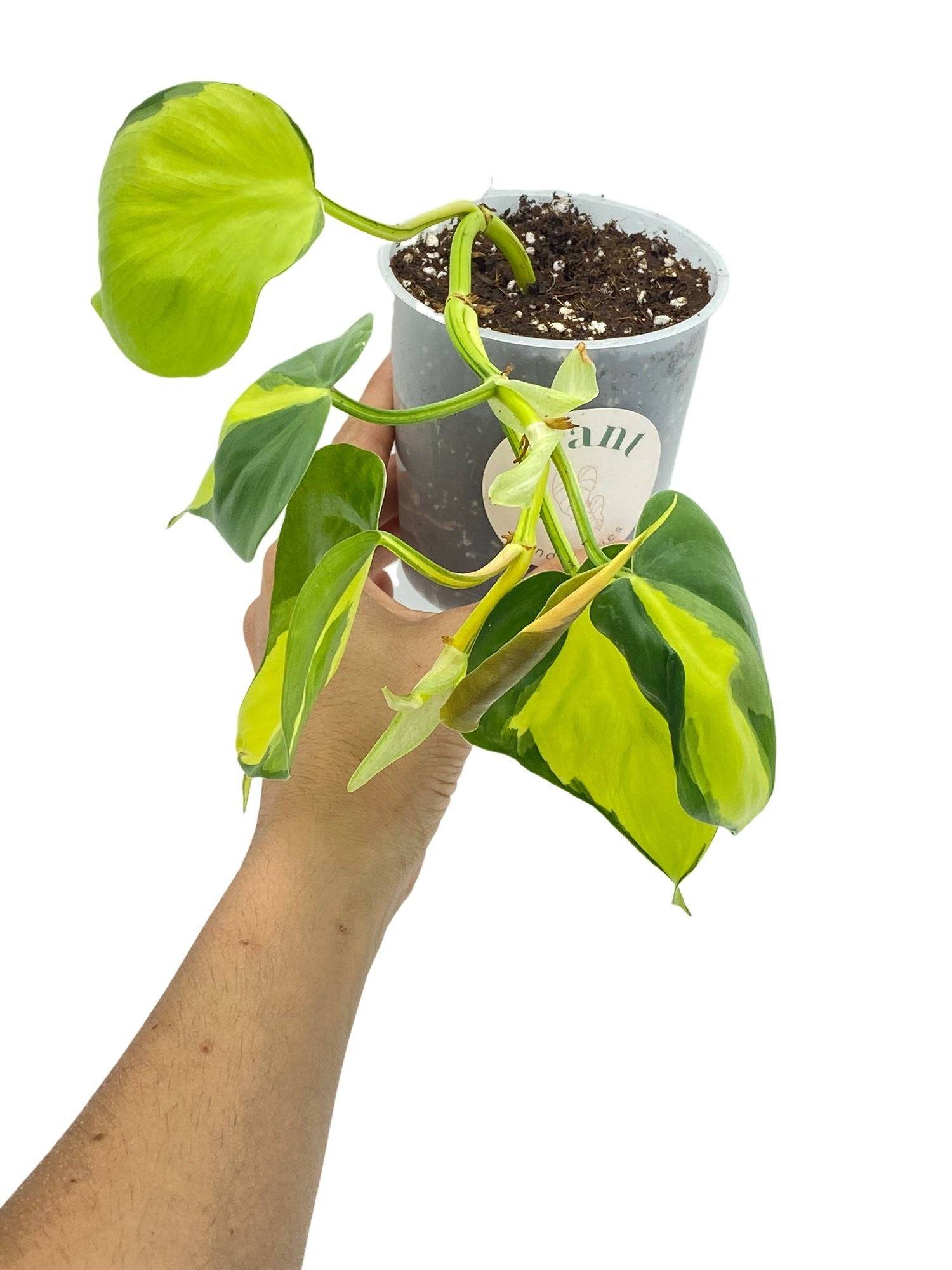 Philodendron Brasil - Pot de 6cm - Plantes d'intérieur - Image 5