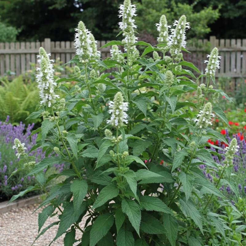 Agastache rugueuse Alabaster à fleurs Blanche/Jaune - feuillage Caduc - Godet - 5/20 cm - Imagen 1
