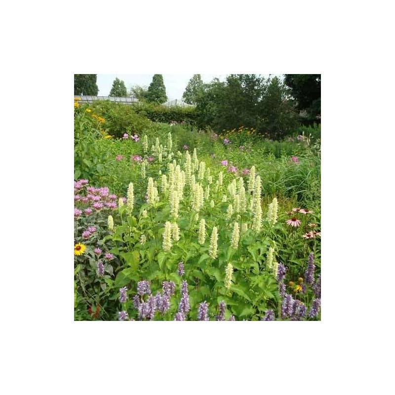 Agastache rugueuse Alabaster à fleurs Blanche - feuillage Caduc - Godet - 5/20 cm-  hauteur à maturité De 0,50 m à 1,00 m - Imagen 1