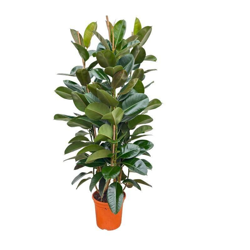 Ficus Elastica Robusta arbuste - 140 cm Ø27 - Plantes d'intérieur - Image 1