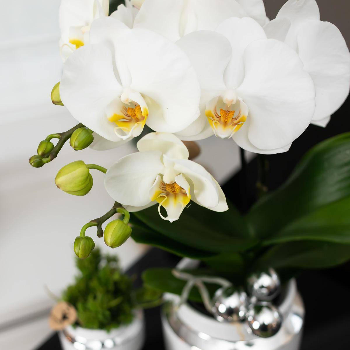 La Green Touch - Ensemble orchidée blanche et succulente sur plateau argenté- La Green Touch - Imagen 4