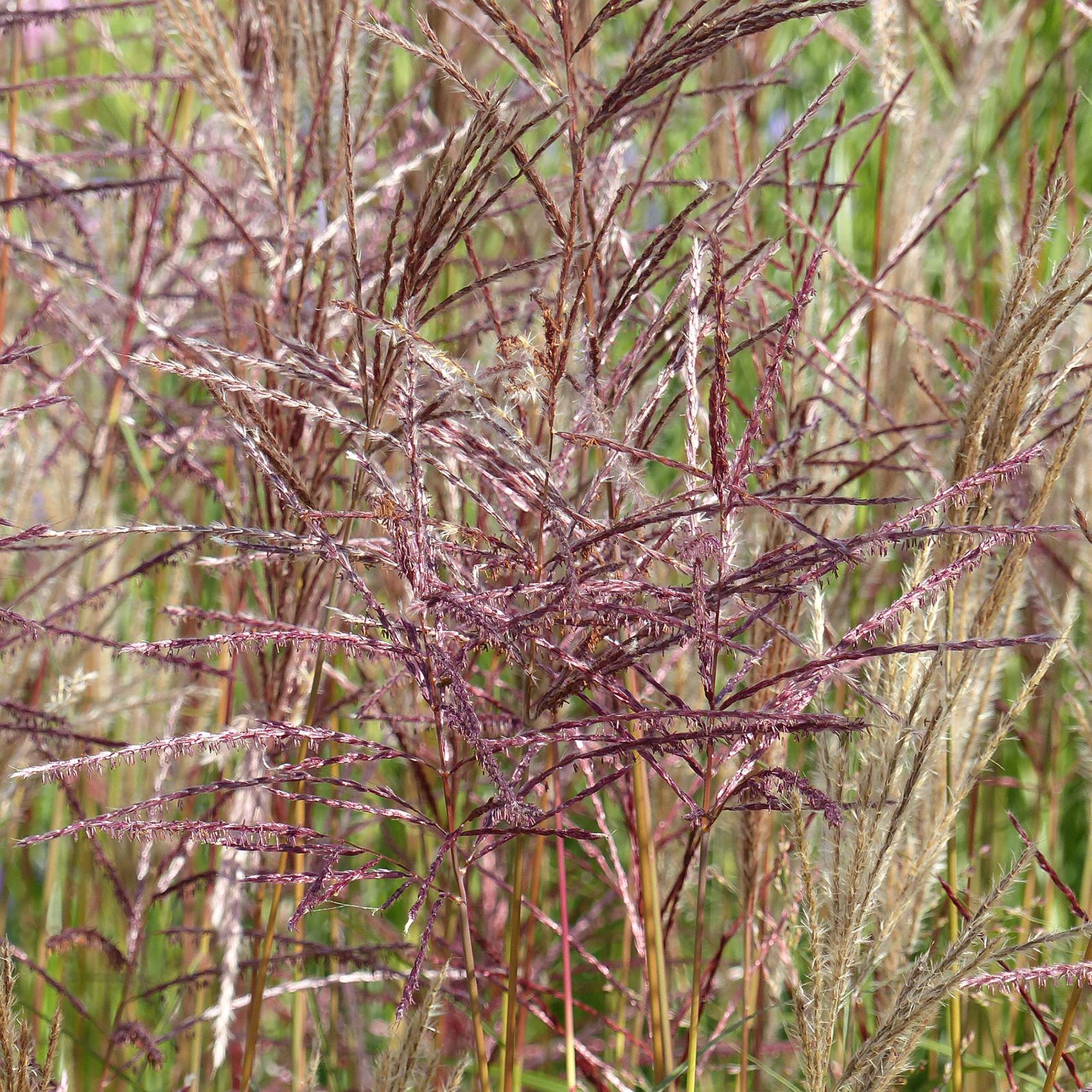 Miscanthus sinensis China - Eulalie - Roseau de Chine Pot de 1L/1,5L